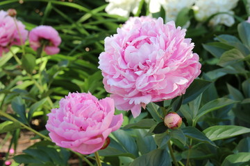 Papier peint photo Pivoines Pivoine Sarah Bernhardt au jardin estival  © argot