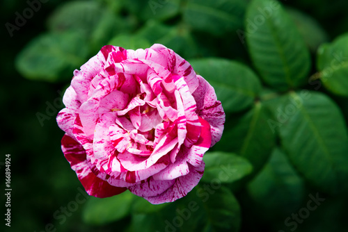 Beautiful Garden Rose in the Garden