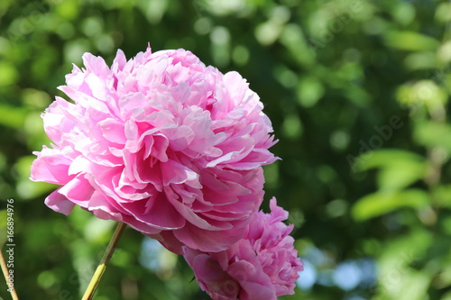 Cultivar herbaceous peony (Paeonia lactiflora 'Sarah Bernhardt') flowers in the summer garden