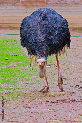 Australian emu close-up