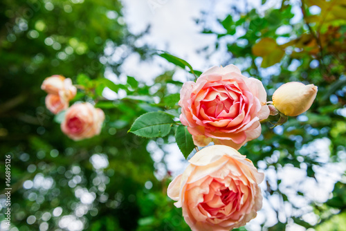 Принти на полотні Beautiful Garden Rose in the Garden