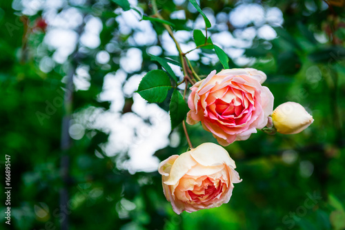 Принти на полотні Beautiful Garden Rose in the Garden