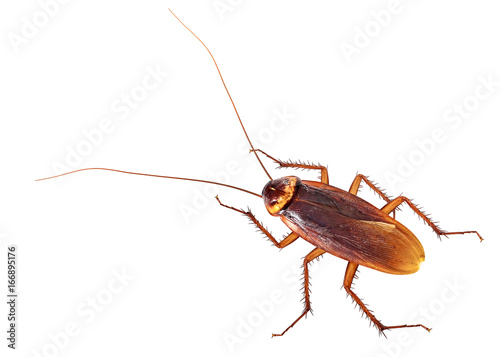 Cockroach isolated on white background © F16-ISO100