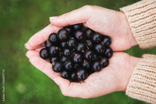 Woman holds a black currant berries in her hands. Gardening, harvesting.