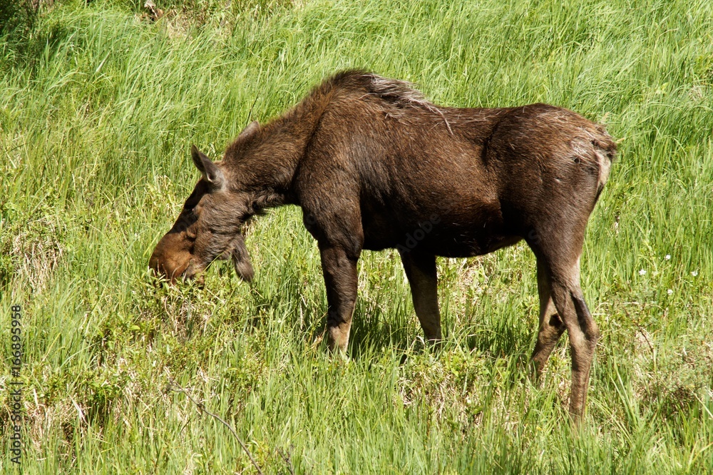 Fototapeta premium grasender Elch