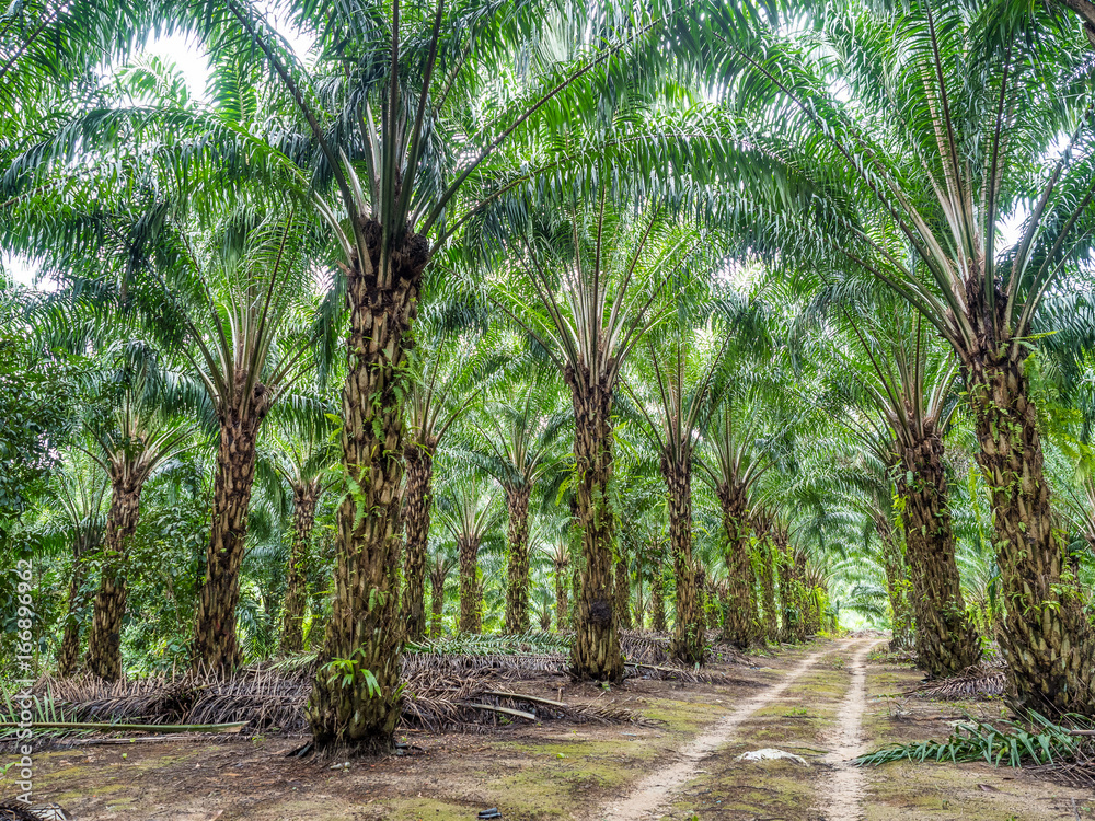 palm farm palm farm