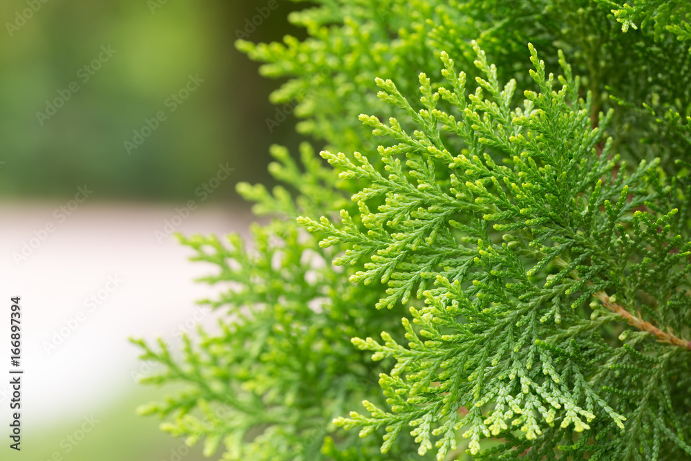 Close up leaves of pine tree or Oriental Arborvitae with space