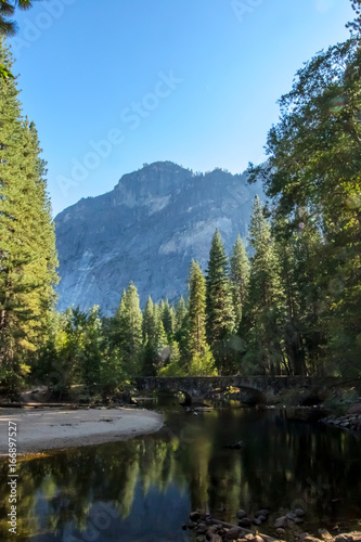 The Forest at Yosemite  CA  USA  September  2016