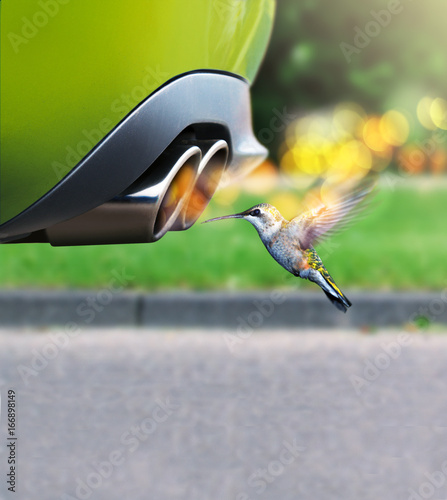 Kolibri fliegt vor Auspuff