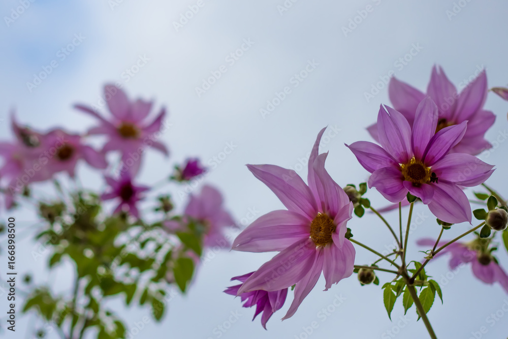 Fully Bloomed Pink Dahlia Imperialis at Garden in November Fully Bloomed Pink Dahlia Imperialis at Garden in November