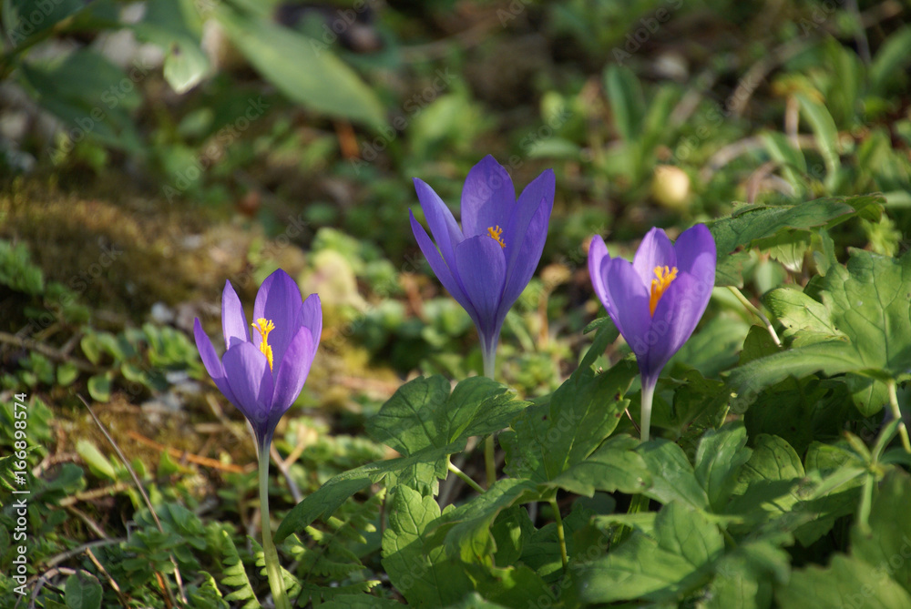 Krokusse 05484 Krokusse 05484