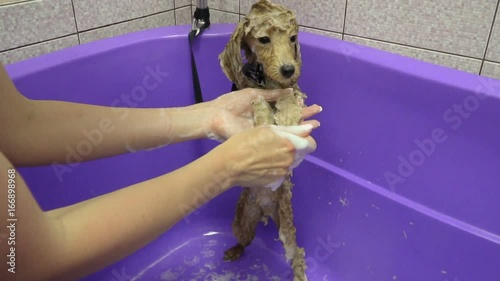 Washing Dog poodle puppy having a shampoo in the bathroom. 60fps