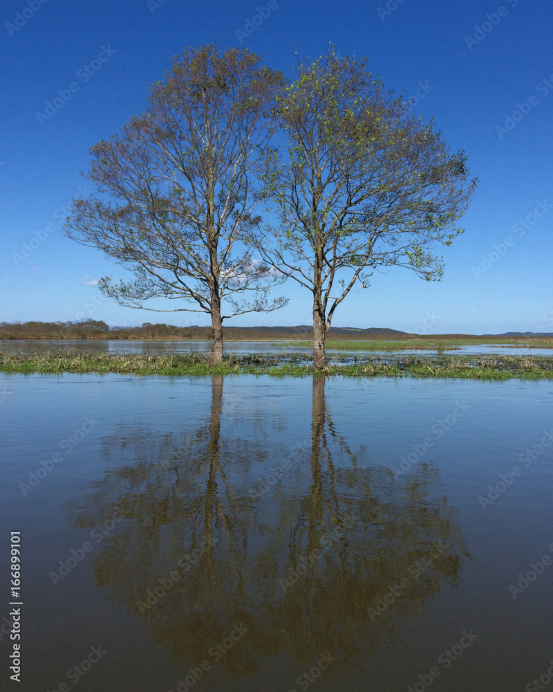 Giant trees over the flooding water in Kushiro Marsh Observatory under blue sky Giant trees over the flooding water in Kushiro Marsh Observatory under blue sky