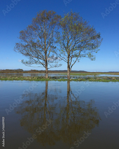 Giant trees over the flooding water in Kushiro Marsh Observatory under blue sky © acticraz