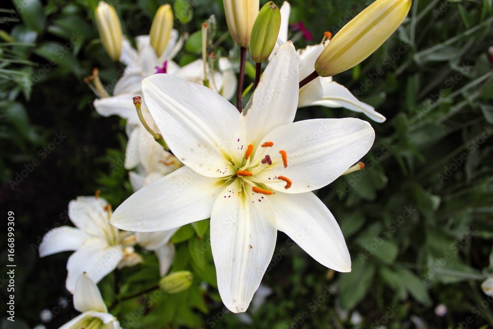 White lily growing in a private garden. White lily growing in a private garden.