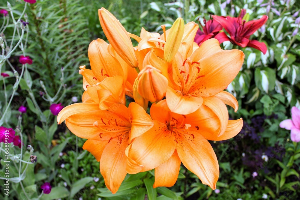 Orange lily growing in a private garden. Orange lily growing in a private garden.