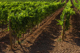 Vineyard in tuscany