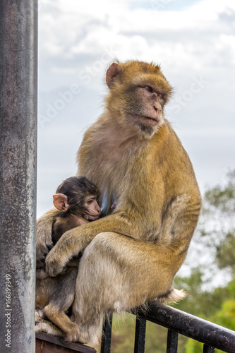 Makaken-Weibchen mit Baby auf einem Geländer © zauberblicke