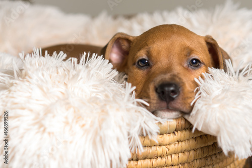 Mix breed tan brown puppy canine dog lying down on soft white blanket in basket looking happy, pampered, hopeful, sweet, friendly, cute, adorable, spoiled