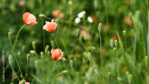 Long-headed poppy photo