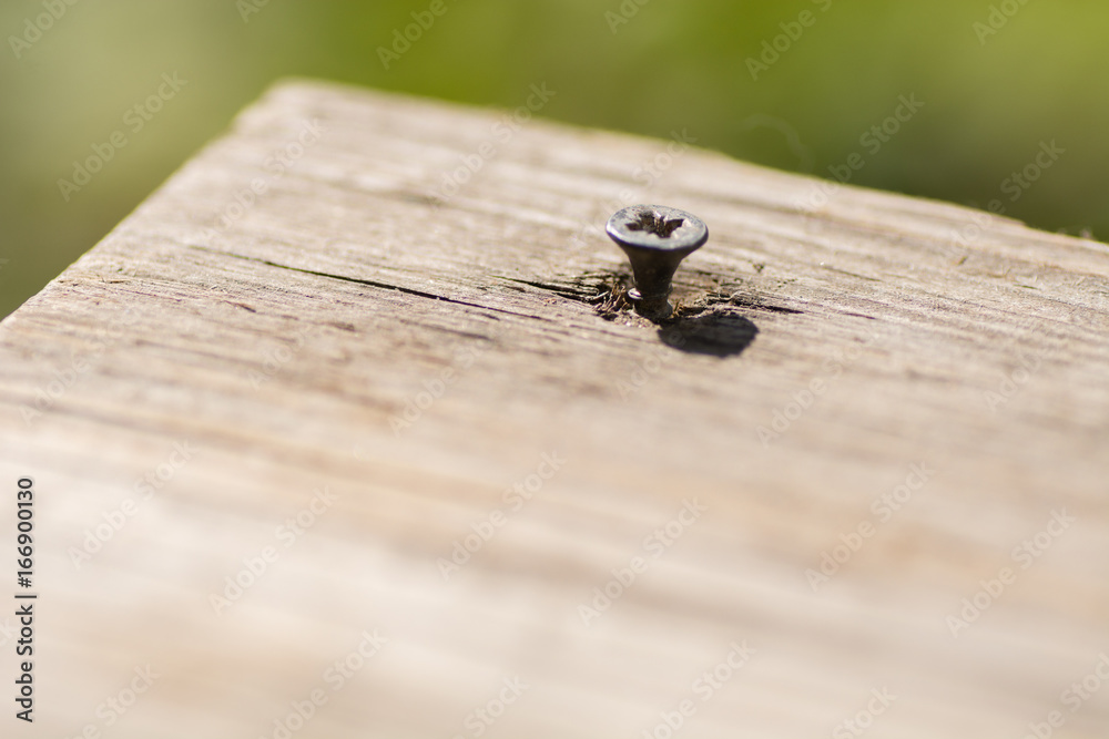 Obraz premium the screw into the tree twisted