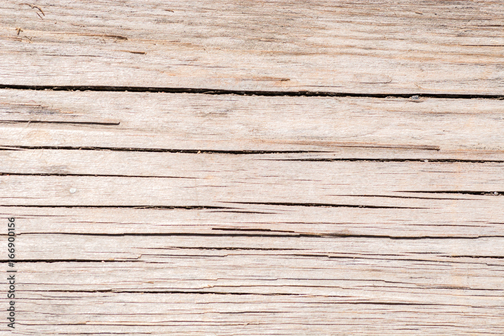 Fototapeta premium the screw into the tree twisted