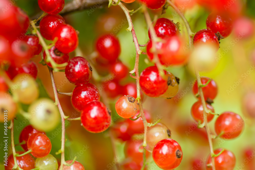 red currants around red currants around