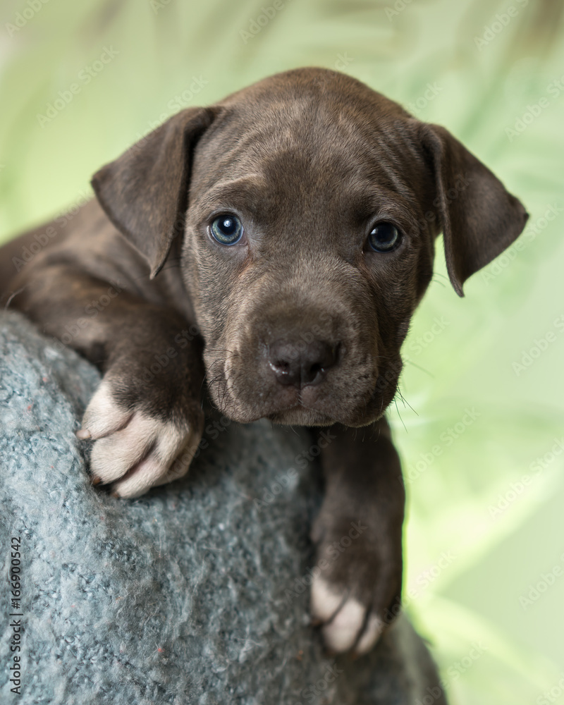 Mix breed grey with blue eyes puppy canine dog lying down on soft blue  blanket looking happy, pampered, hopeful, sweet, friendly, cute, adorable,  spoiled while making eye contact Photos | Adobe Stock
