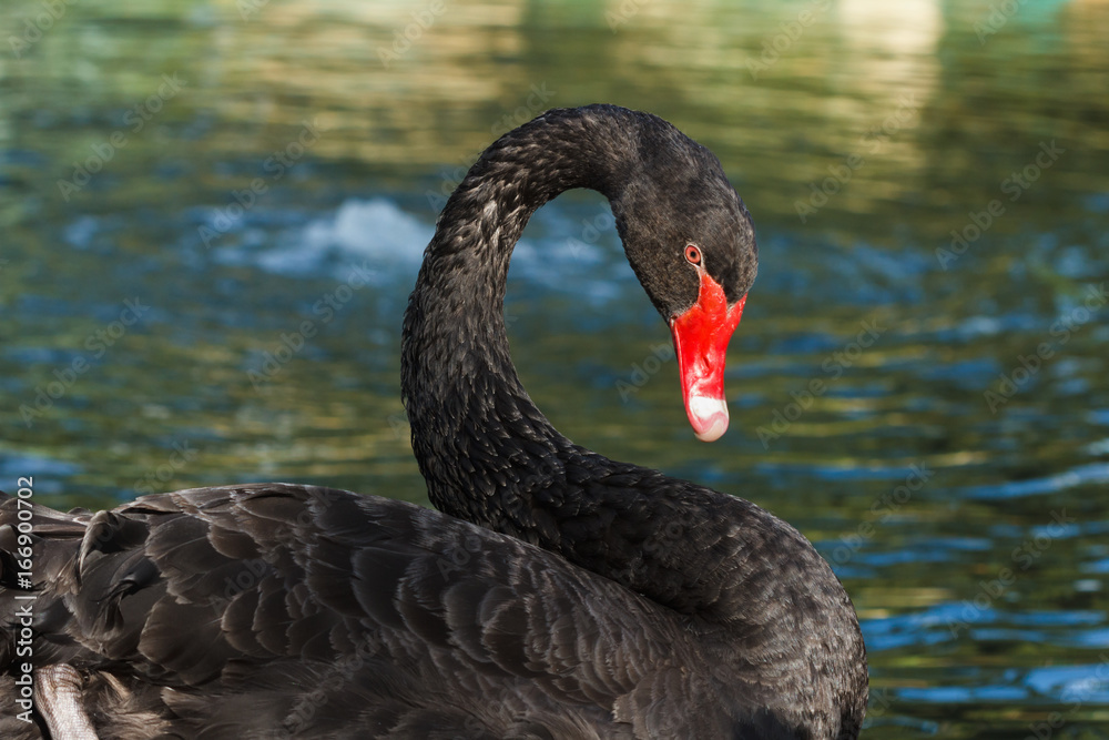 Fototapeta premium Swan bird swimming lake.