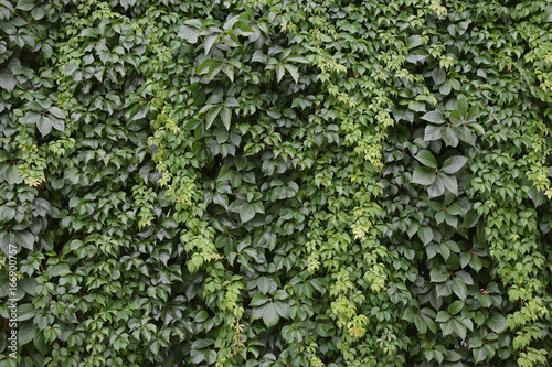 green ivy climbing vine plant