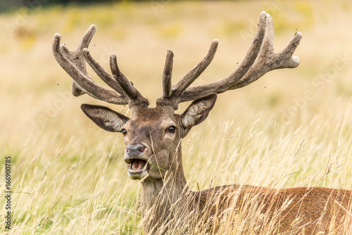 red deer stag lying in long grass  mouth open
