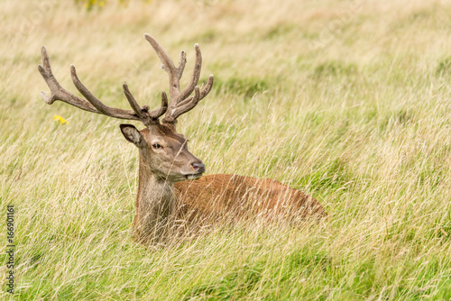 Wallpaper Mural Red deer stag, lying in grass, head turned Torontodigital.ca