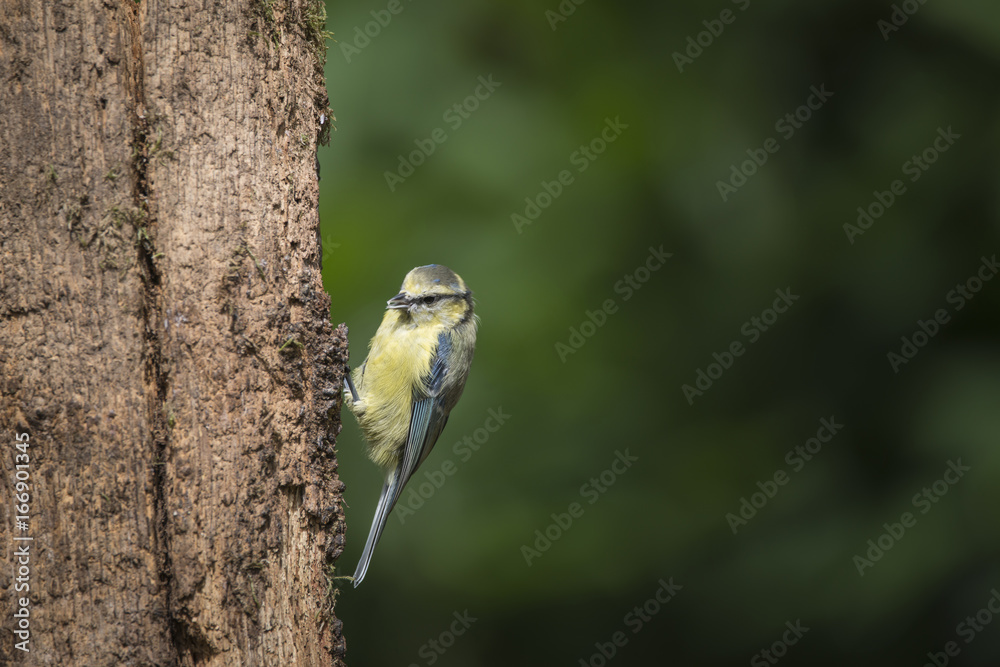 Obraz premium Beautiful Blue Tit Cyanistes Caeruleus on tree in woodland landscape setting