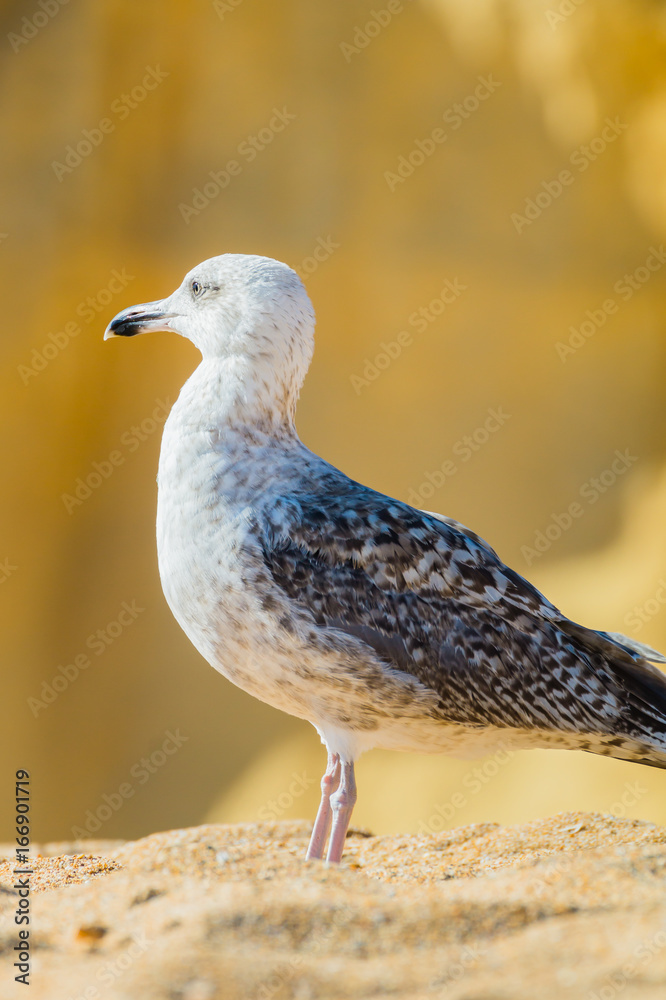 Seagull on the beach in Portugal