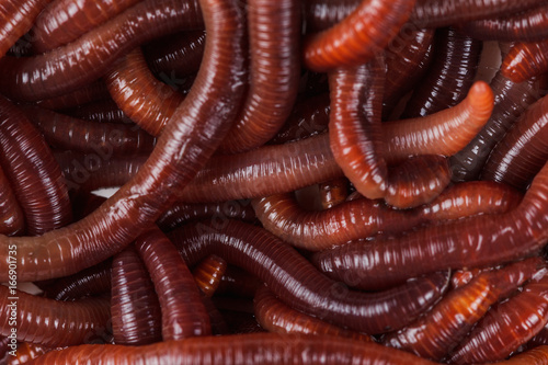 Animal earth worm