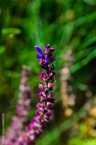 Salvia flowers on meadow on summer