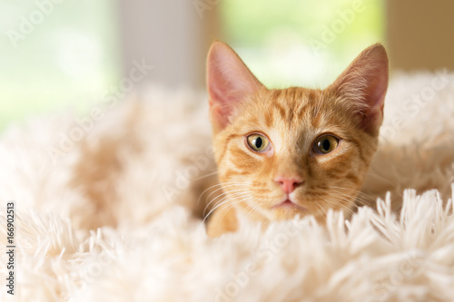 Young orange kitten cat feline peeking out of soft white blanket looking pampered happy curious luxurious at home soft happy sweet friendly alert watching waiting while making eye contact