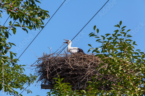 Stork in nest surrounded by green trees