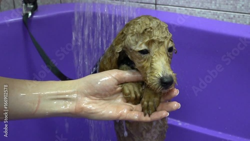 Washing Dog poodle puppy having a shampoo in the bathroom. Slow motion