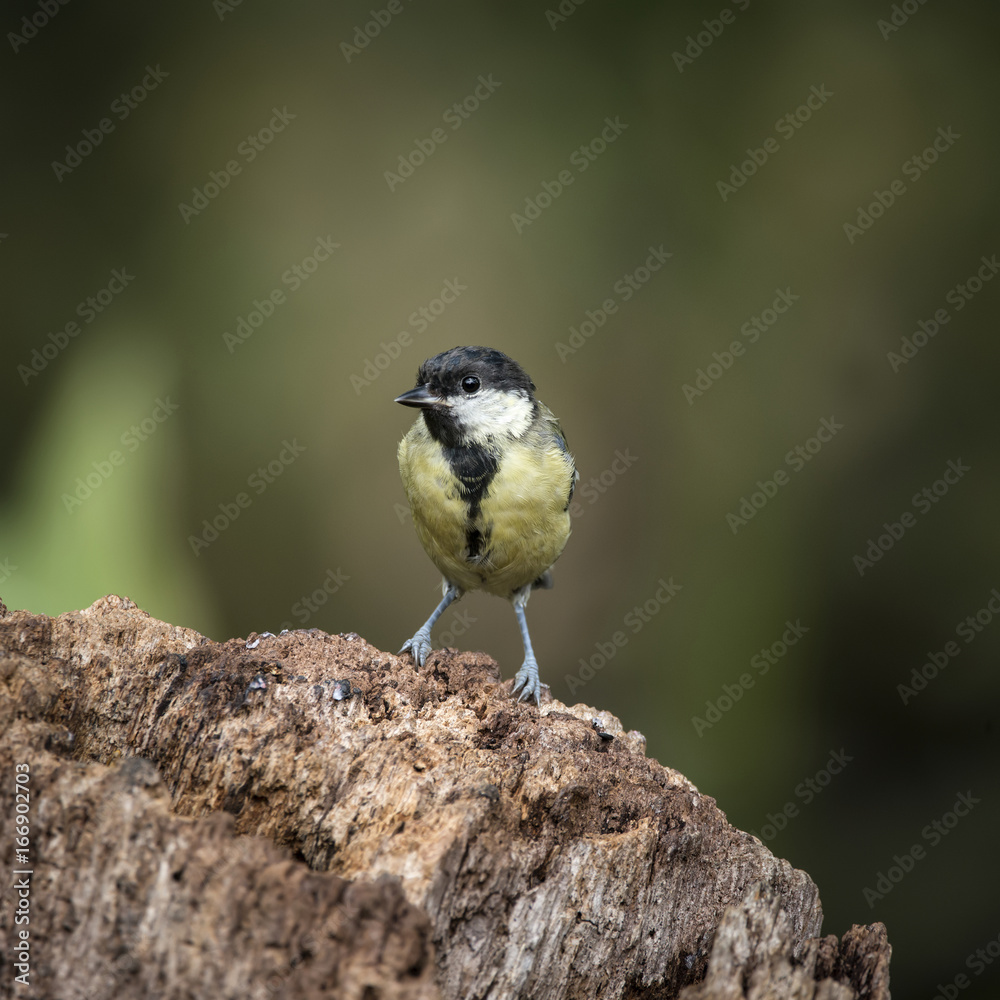 Obraz premium Beautiful Great Tit bird Parus Major on tree stump in forest landscape setting