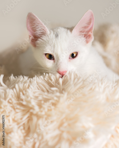 Young white kitten cat feline pet lying down on white blanket looking soft, pampered, comfortable, happy, content, playful, intent, malicious, evil, focused, ready, luxurious while making eye contact © Lindsay_Helms