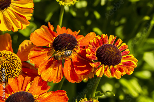 Orange cone flowers  Rudbeckia  close-up in garden.