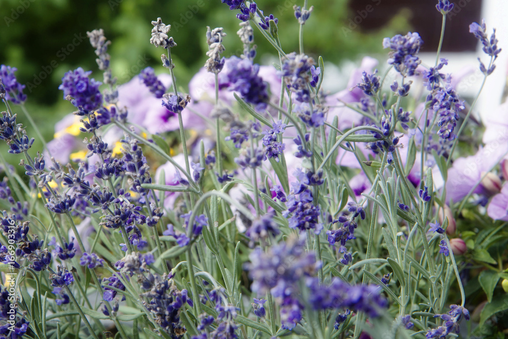 Obraz premium Flowerbed of purple lavender spikes on blurred background of pink petunias