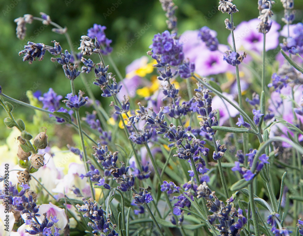 Naklejka premium Flowerbed of purple lavender spikes on blurred background of pink petunias