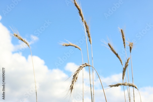 Getreide im blauen Himmel