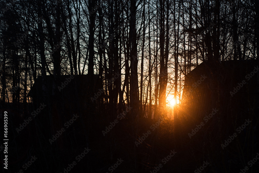 the trees in the deep shadows of the setting sun light dark abstract mystical backround nature lonely wallpaper the trees in the deep shadows of the setting sun light dark abstract mystical backround nature lonely wallpaper