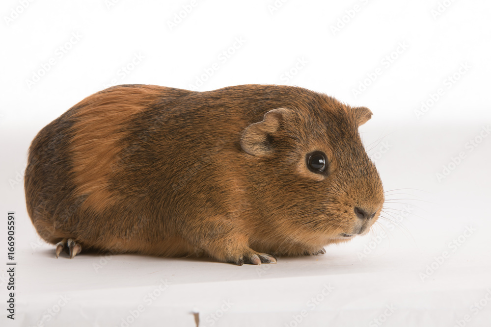 Cavy isolated on white background Cavy isolated on white background