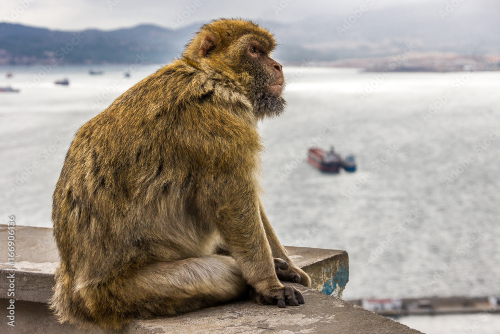 Naklejka premium Berberaffe beobachtet die Schiffe auf dem Meer