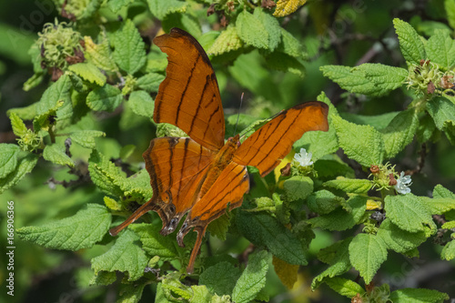 Valokuva Butterfly - Ruddy Daggerwing- top view