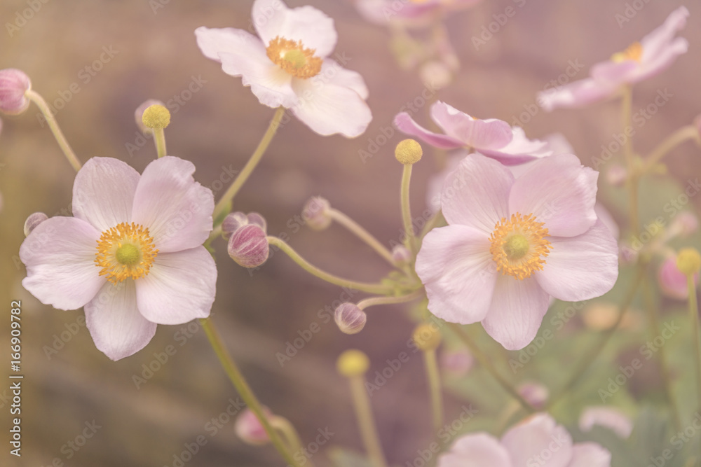 Herbst-Anemonen, Nahaufnahme